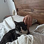 Chouquette a rejoint le concours — aidez-le/la à gagner de superbes lots ! cat, bed, blanket, hand, wooden_headboard, indoor, cozy, petting, black_and_white_cat, sleepy_cat, rings, furniture, comfort, resting, domestic_animal, relaxation, soft_light, human_hand, bedroom, peaceful
