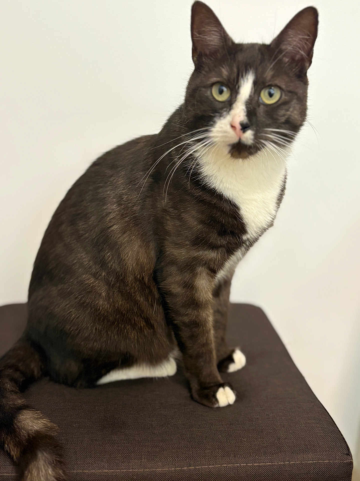 Chouquette a rejoint le concours — aidez-le/la à gagner de superbes lots ! cat, tuxedo_cat, pet, animal, feline, sitting, green_eyes, white_paws, whiskers, tail, indoor, cushion, brown, fur, looking, portrait, domestic_cat, curious, close_up, background
