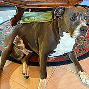 Perle a rejoint le concours — aidez-le/la à gagner de superbes lots ! dog, kitten, cat, animal, pet, indoor, floor, rug, tile, wooden_table, furniture, resting, lying_down, cute, small, large, domestic, companionship, relaxation, friendship