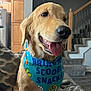 dog, golden_retriever, bandana, tongue_out, indoor, stairs, carpet, couch, wooden_cabinet, pet, animal, happy, smiling, closeup, canine, fur, tongue, domestic_animal, house, background