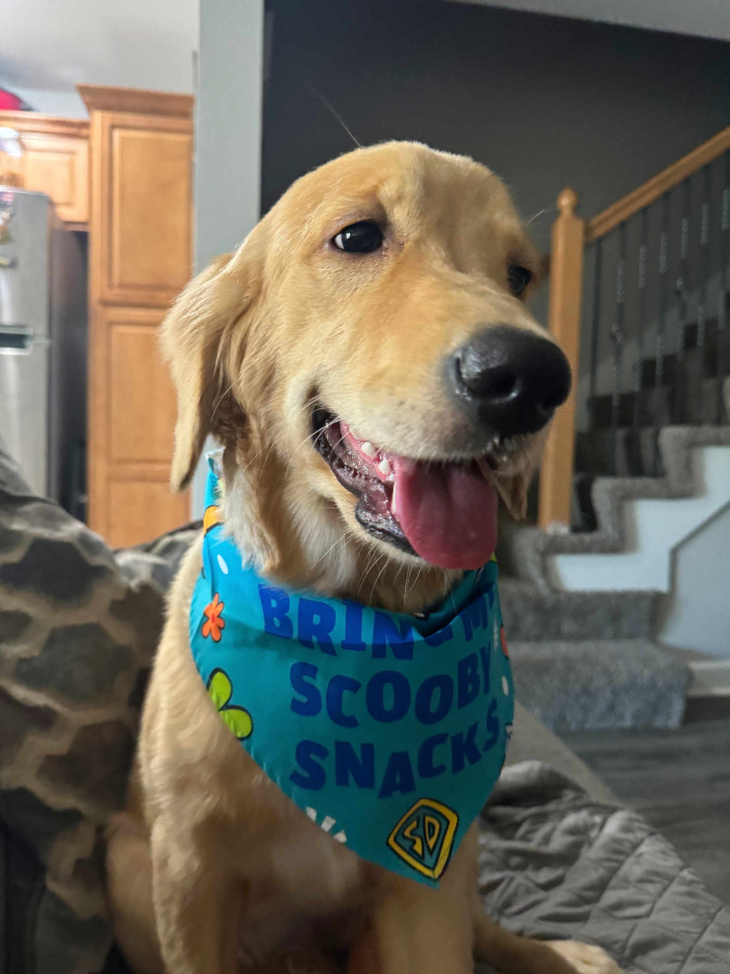 Blossom is registered to the contest to win money with this photo: dog, golden_retriever, bandana, tongue_out, indoor, stairs, carpet, couch, wooden_cabinet, pet, animal, happy, smiling, closeup, canine, fur, tongue, domestic_animal, house, background