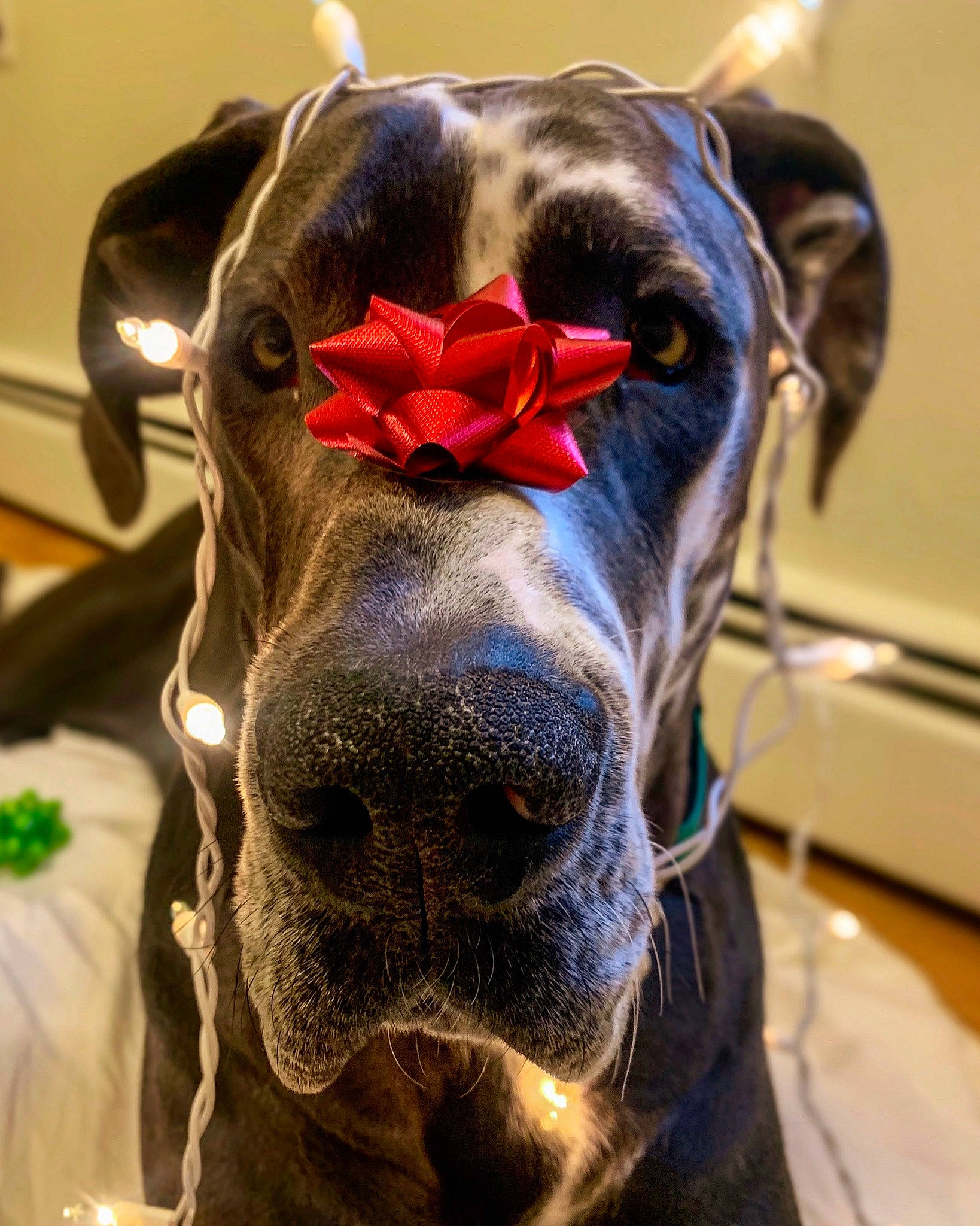 Zander is registered to the contest to win money with this photo: canidae, carnivore, collar, companion_dog, dog, dog_breed, dog_collar, dog_supply, pet_supply, snout, sporting_group, whiskers, working_animal, working_dog