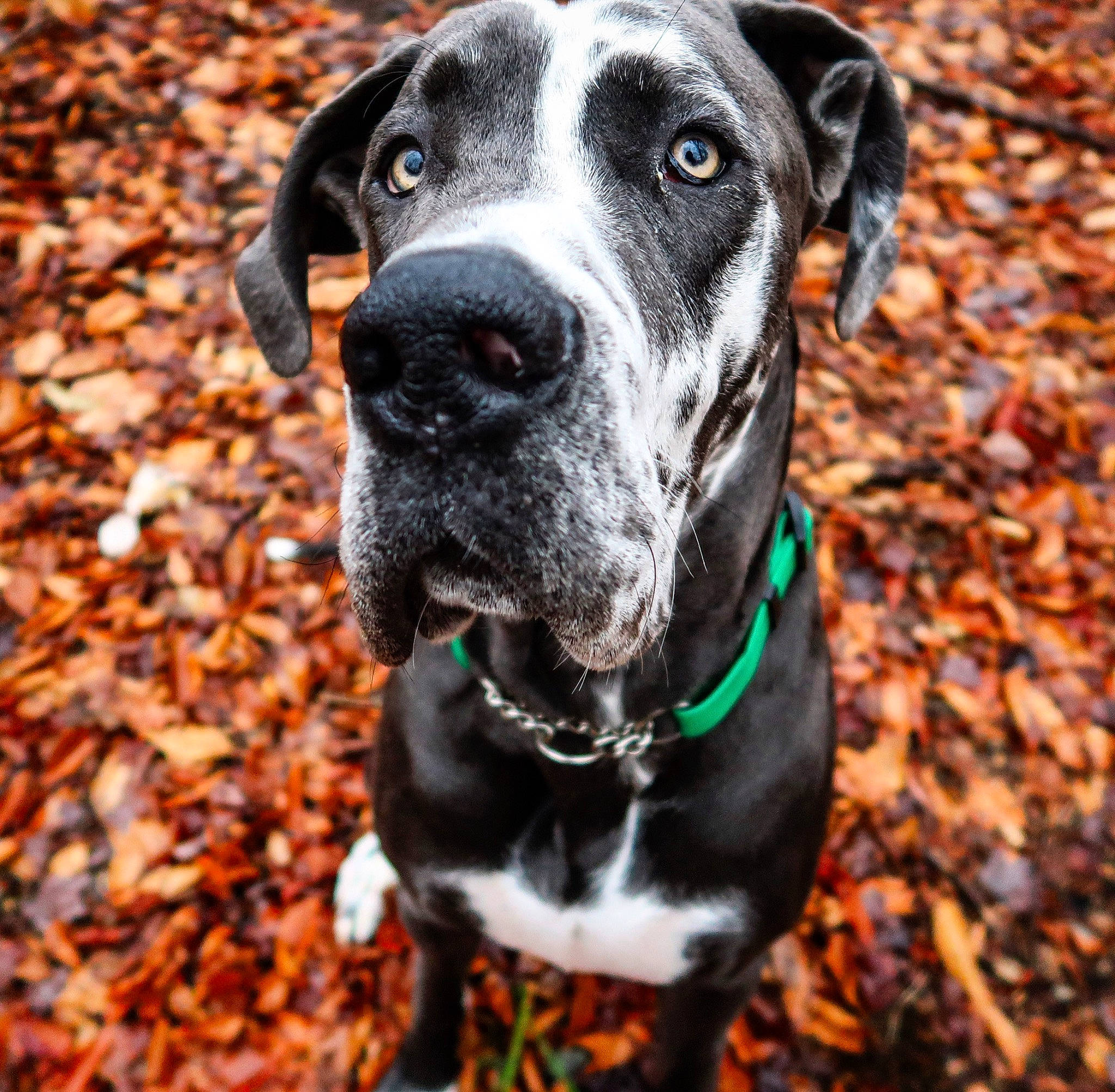 Zander is registered to the contest to win money with this photo: autumn, canidae, carnivore, collar, companion_dog, deciduous, dog, dog_breed, dog_collar, dog_supply, fawn, green, leash, mammal, pet_supply, snout, sporting_group, whiskers, working_animal, working_dog