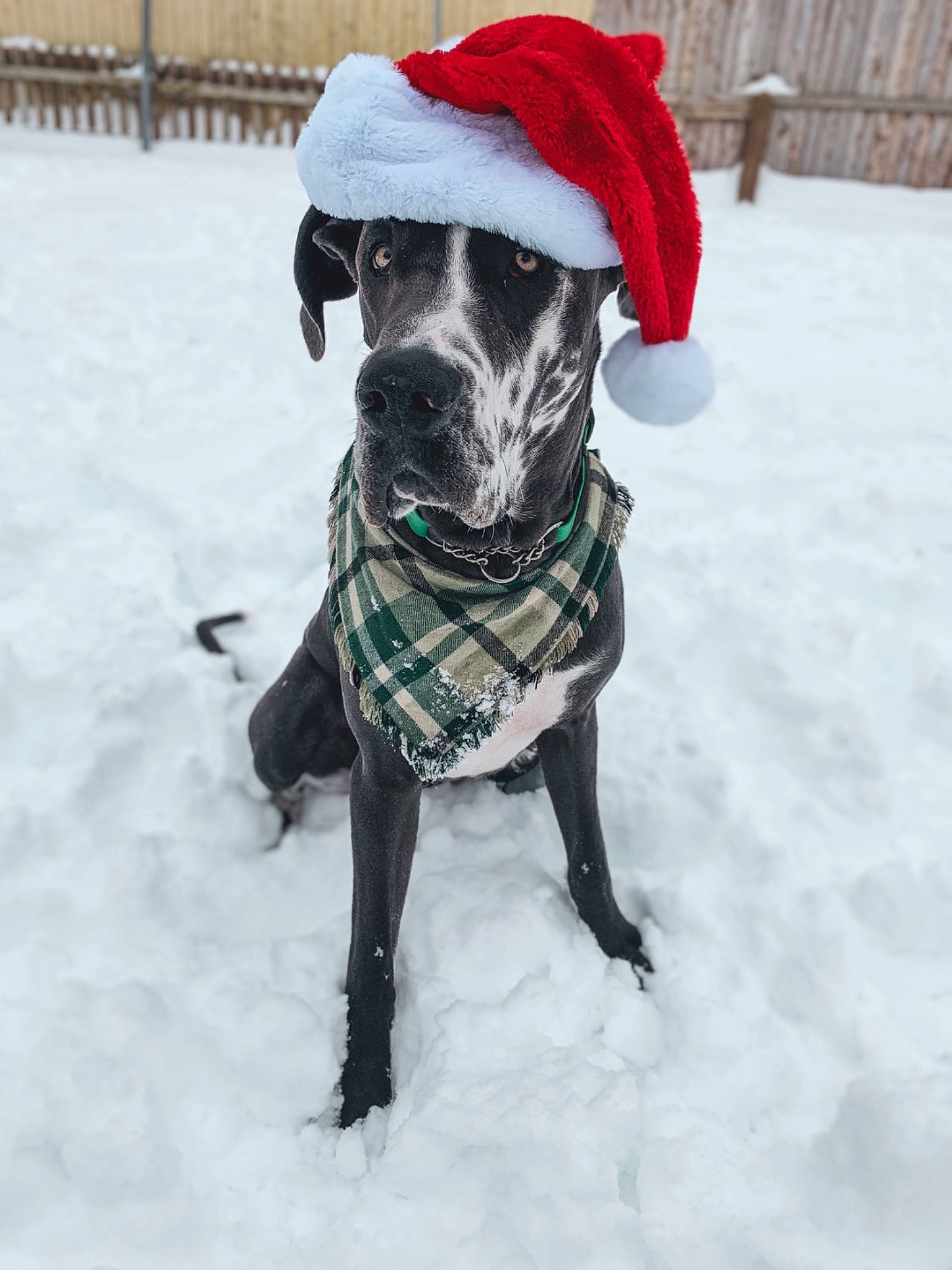 Zander is registered to the contest to win money with this photo: canidae, carnivore, collar, companion_dog, coquelicot, dog, dog_breed, dog_clothes, dog_collar, dog_supply, freezing, fur, ice, pet_supply, precipitation, snout, snow, sporting_group, winter, working_animal