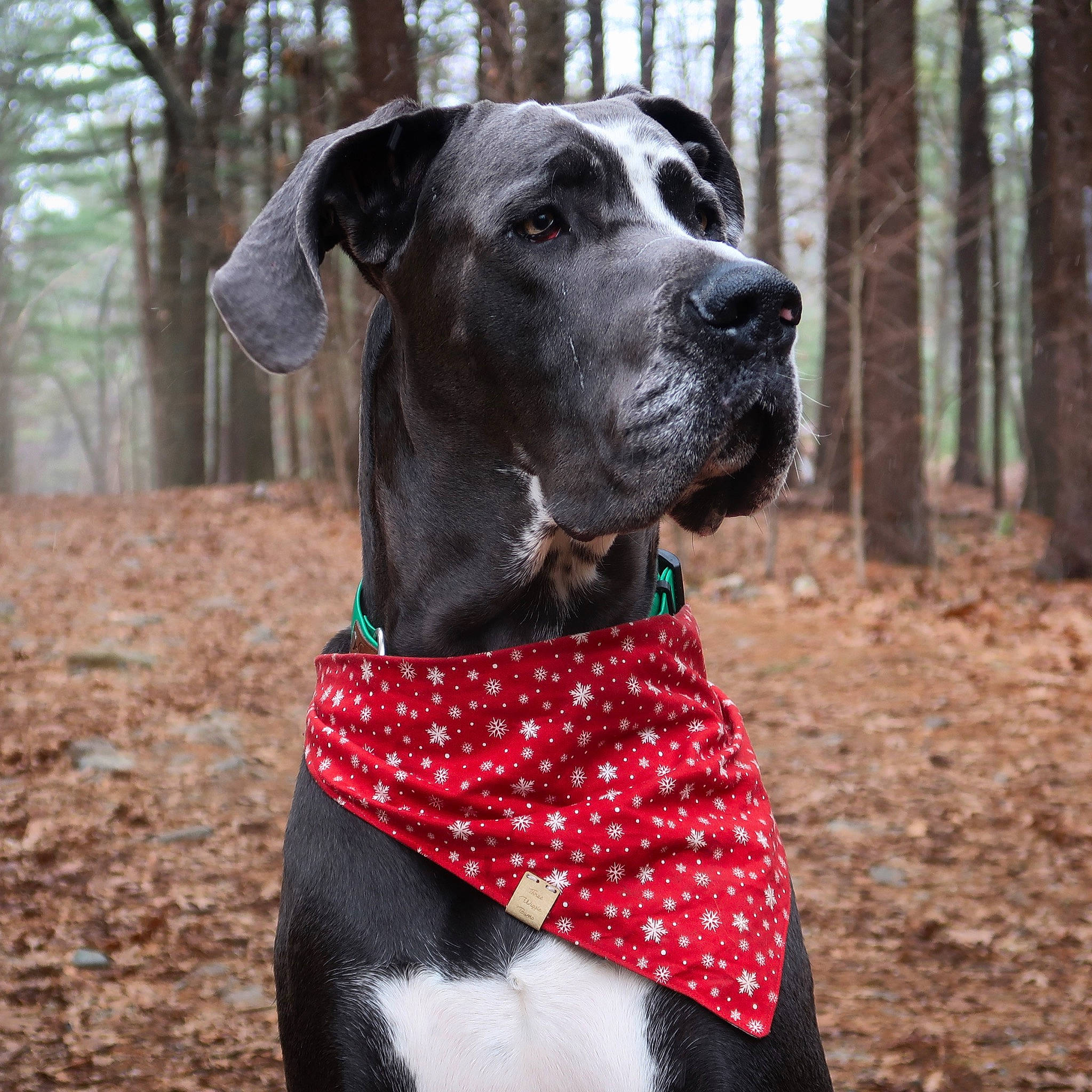 Zander is registered to the contest to win money with this photo: carnivore, collar, companion_dog, dog, dog_breed, dog_clothes, dog_collar, dog_supply, forest, grove, leash, liver, mammal, old_growth_forest, pet_supply, snout, soil, sporting_group, woodland, working_animal