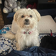 Angel Star joined the competition — help win amazing prizes! dog, small_dog, white_dog, pet, bed, bedding, pillow, plush_toy, stuffed_elephant, bookshelf, blanket, floral_pattern, collar, teeth, portrait, indoor, cute, fur, sitting, gaze