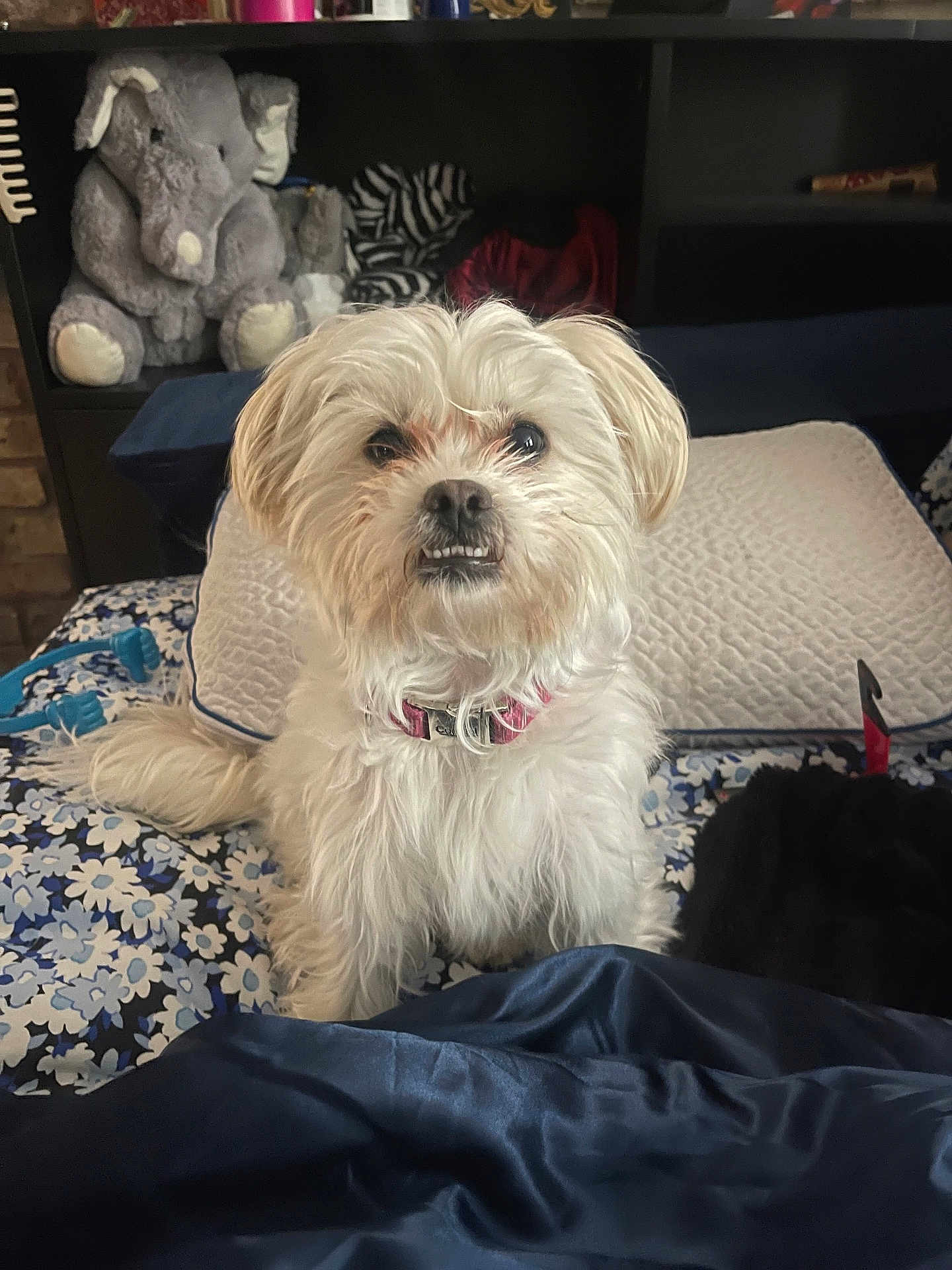 Angel Star joined the competition — help win amazing prizes! dog, small_dog, white_dog, pet, bed, bedding, pillow, plush_toy, stuffed_elephant, bookshelf, blanket, floral_pattern, collar, teeth, portrait, indoor, cute, fur, sitting, gaze