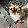 Bailey'S a rejoint le concours — aidez-le/la à gagner de superbes lots ! cat, siamese_cat, blue_eyes, pet, animal, whiskers, pointed_ears, brown_fur, cream_fur, dark_face, white_chest, standing, indoor, tiled_floor, rug, home, portrait, close_up, looking_at_camera, cute