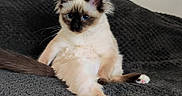 Bailey'S participe au concours pour gagner de l'argent avec cette photo : cat, siamese_cat, kitten, blue_eyes, sitting, portrait, indoor, blanket, gray_blanket, couch, relaxed, front_facing, fluffy, fur, paws, whiskers, ears, tail, pet, funny
