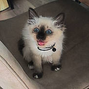 Bailey'S participe au concours pour gagner de l'argent avec cette photo : cat, kitten, fluffy, blue_eyes, pointed_ears, white_fur, dark_mask, collar, bell, sitting, open_mouth, cute, pet, animal, chair, cushion, indoors, home, portrait, photography