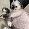 kitten, cat, siamese_cat, fluffy, fur, blue_eyes, pink_paw_pads, paws, lying_down, upside_down, cute, sleepy, relaxed, indoor, couch, pillows, blanket, close_up, pet, portrait
