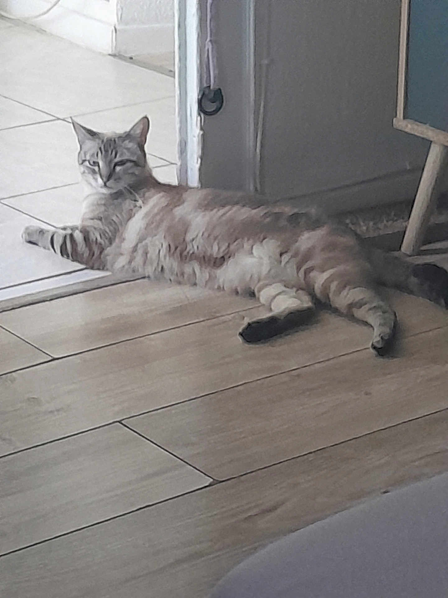 Iris participe au concours pour gagner de l'argent avec cette photo : cat, lying_down, indoor, floor, wooden_floor, relaxed, striped, pet, animal, domestic, feline, light, shadow, doorway, tile_floor, resting, cute, whiskers, ears, tail