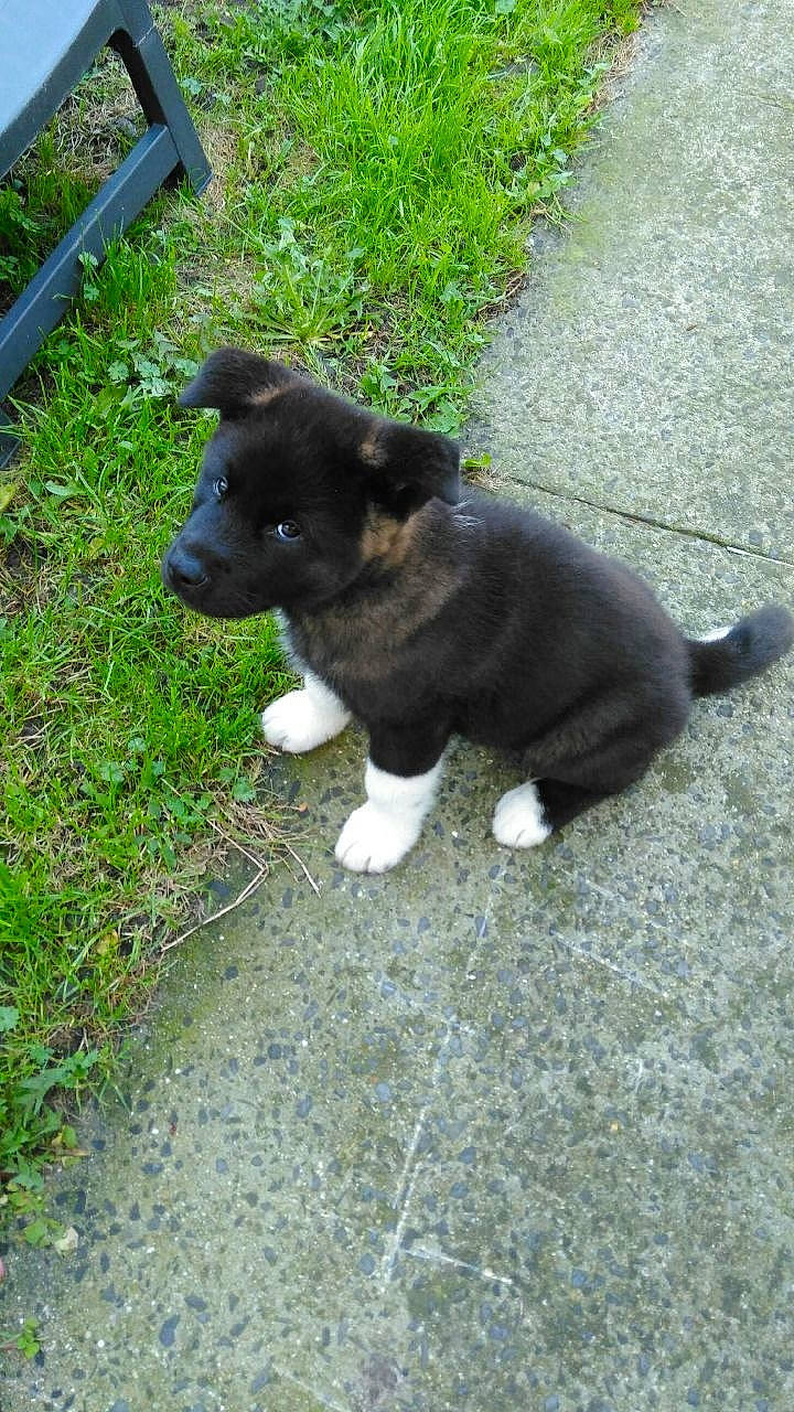 Aiko a rejoint le concours — aidez-le/la à gagner de superbes lots ! akita, border_collie, canidae, carnivore, dog, dog_breed, mammal, puppy, rare_breed_dog, sporting_group, vertebrate, working_dog