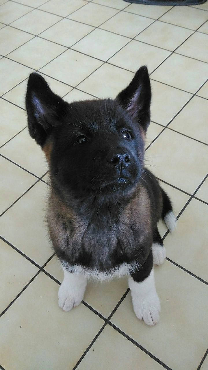 Aiko participe au concours pour gagner de l'argent avec cette photo : akita, black_norwegian_elkhound, canidae, carnivore, dog, dog_breed, fawn, mammal, norwegian_elkhound, puppy, rare_breed_dog, snout, vertebrate