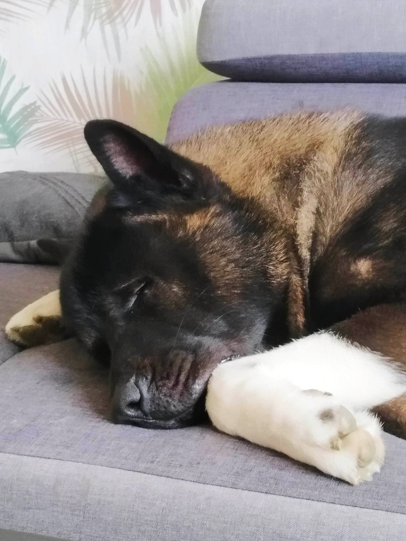 Aiko a rejoint le concours — aidez-le/la à gagner de superbes lots ! akita, akita_inu, canidae, carnivore, dog, dog_breed, mammal, nap, norwegian_elkhound, sleep, snout, whiskers, wolfdog