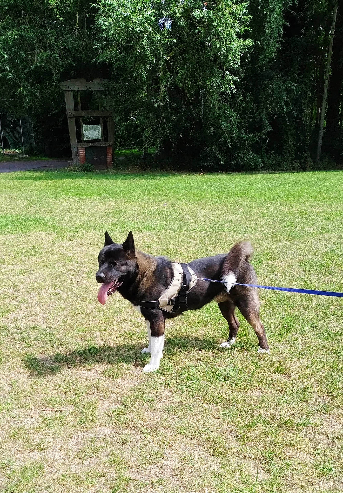 Aiko a rejoint le concours — aidez-le/la à gagner de superbes lots ! akita, akita_inu, black_norwegian_elkhound, canidae, carnivore, dog, dog_breed, east_siberian_laika, icelandic_sheepdog, karelian_bear_dog, laika, lapponian_herder, mammal, norwegian_elkhound, russo_european_laika, tail, vertebrate, west_siberian_laika, working_dog