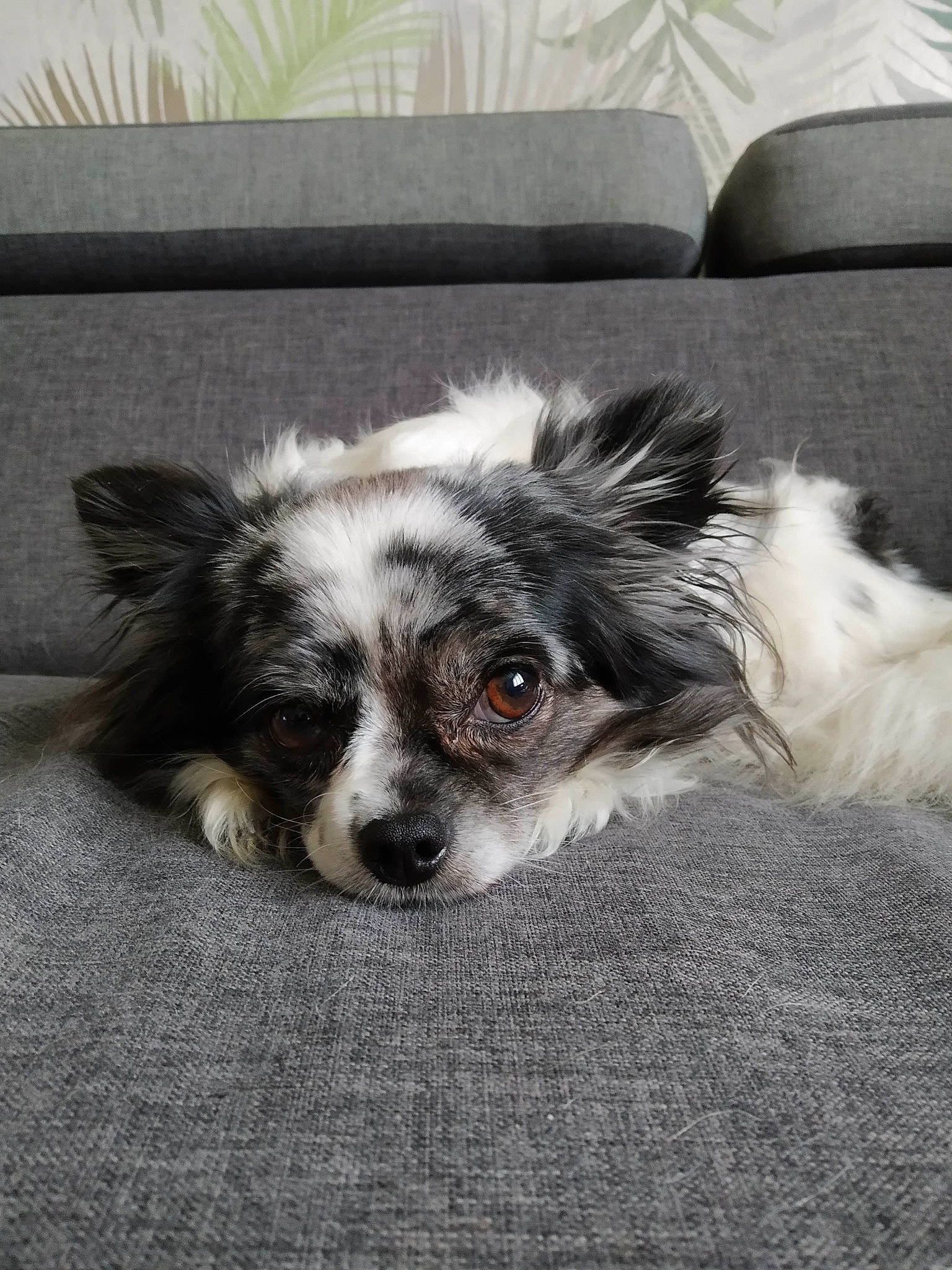 Joyce participe au concours pour gagner de l'argent avec cette photo : australian_shepherd, border_collie, canidae, carnivore, companion_dog, dog, dog_breed, mammal, miniature_australian_shepherd, nose, papillon, phalene, puppy, rare_breed_dog, snout, sporting_group, vertebrate