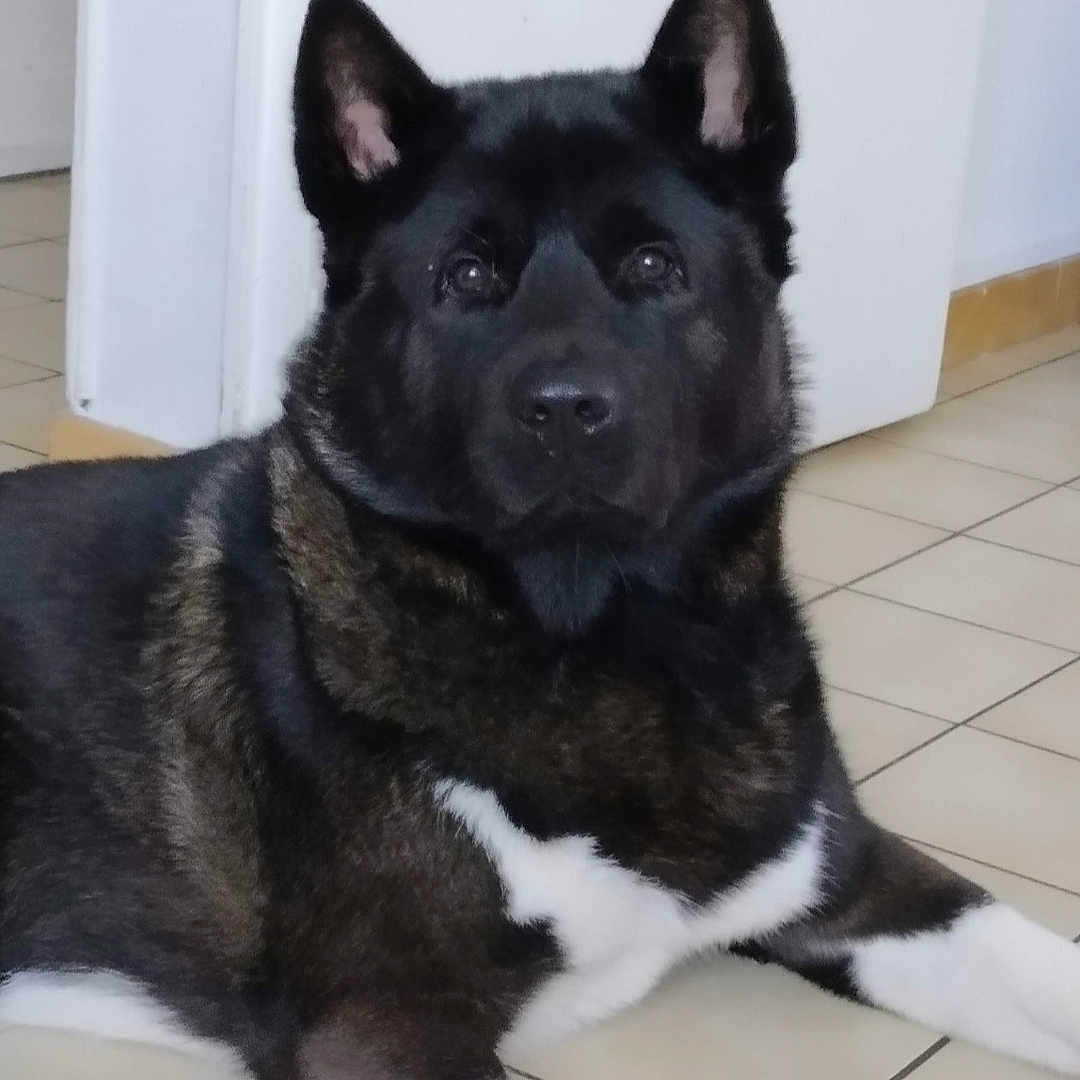 Aïko