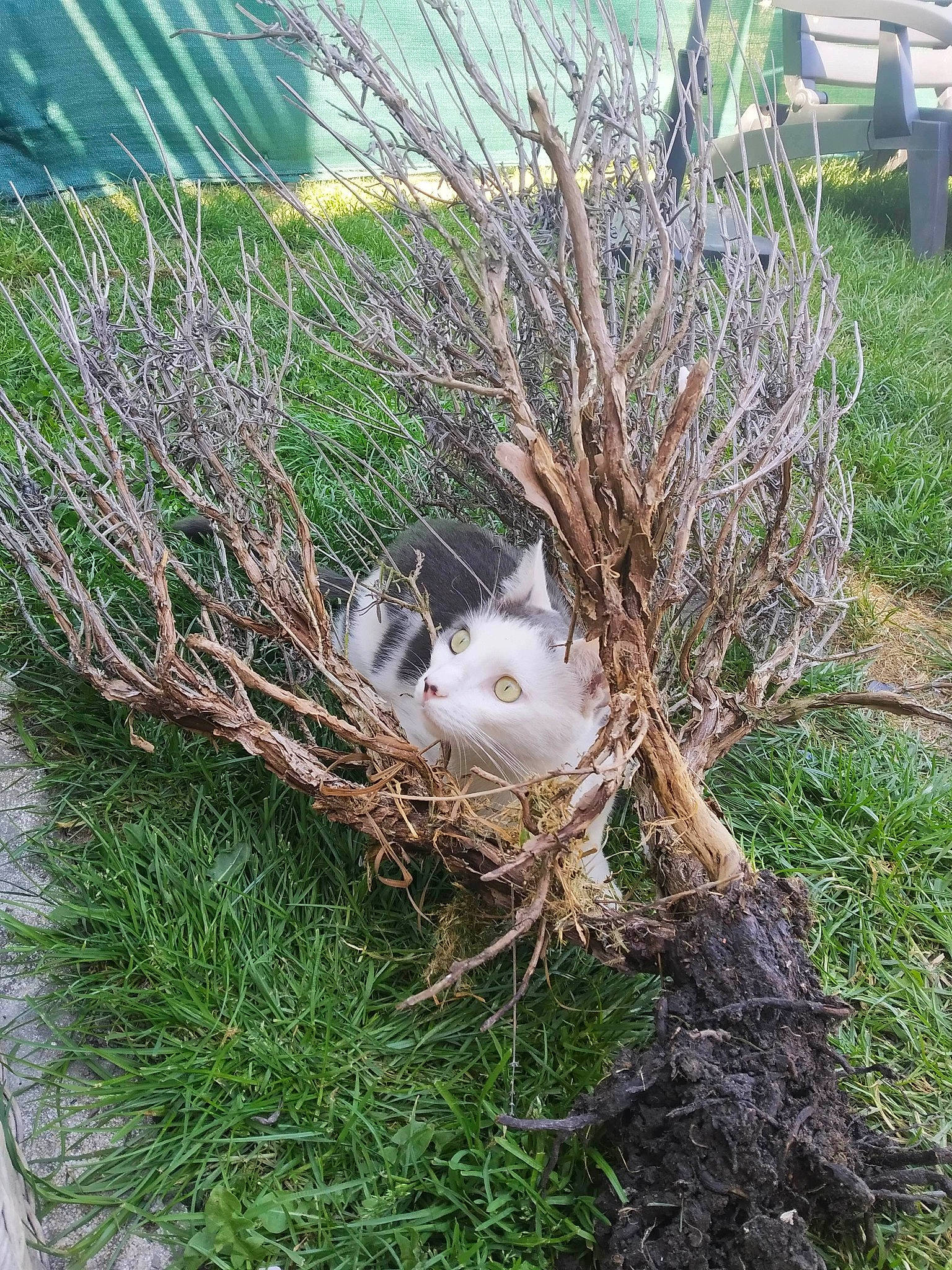 Chance participe au concours pour gagner de l'argent avec cette photo : bird, bird_nest, branch, grass, grass_family, nest, plant, shrub, tree, twig