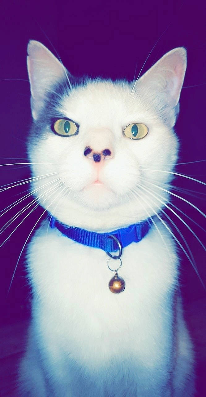 Chance a rejoint le concours — aidez-le/la à gagner de superbes lots ! aegean_cat, american_wirehair, asian, burmilla, carnivore, cat, collar, domestic_short_haired_cat, felidae, fur, japanese_bobtail, khao_manee, kitten, mammal, ojos_azules, small_to_medium_sized_cats, snout, tail, turkish_angora, whiskers