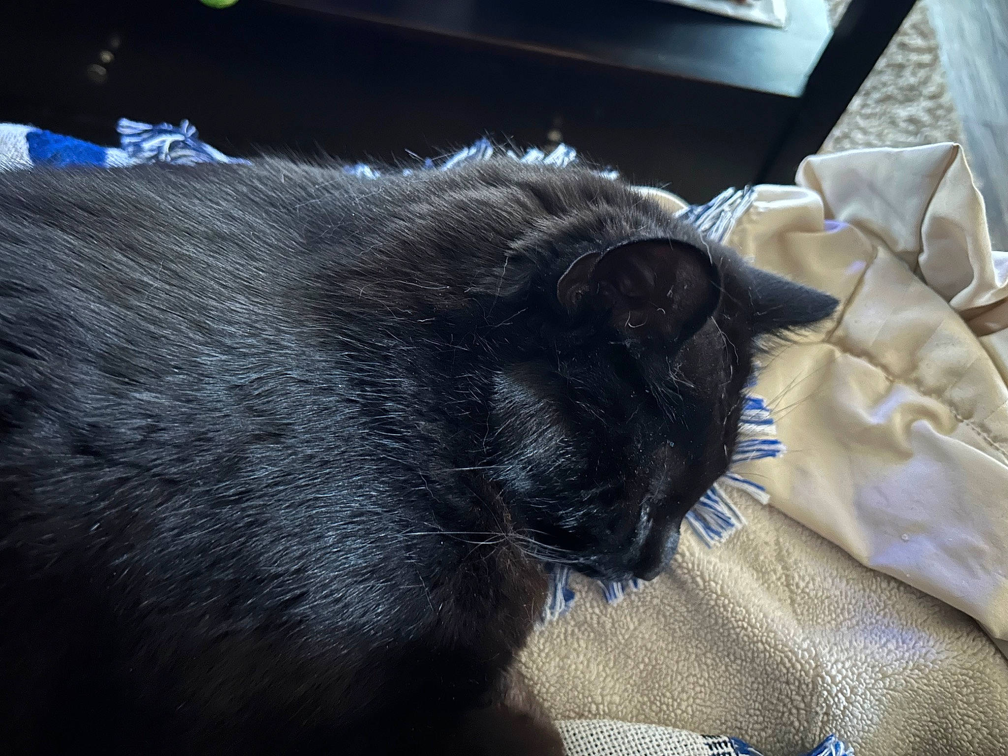 Dean joined the competition — help win amazing prizes! black_cat, bombay, carnivore, cat, claw, comfort, domestic_short_haired_cat, electric_blue, felidae, fur, grey, linens, nap, paw, sleep, small_to_medium_sized_cats, snout, tail, terrestrial_animal, whiskers