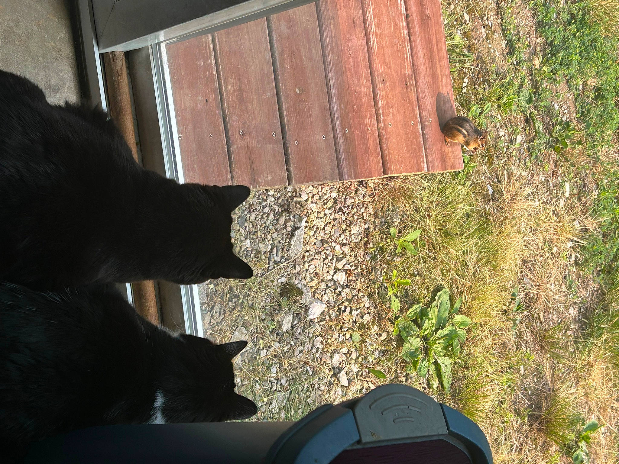 Dean is registered to the contest to win money with this photo: building, carnivore, dog, dog_breed, felidae, grass, hardwood, house, human_leg, plant, rectangle, shadow, small_to_medium_sized_cats, soil, tail, tints_and_shades, tree, window, wood, wood_stain