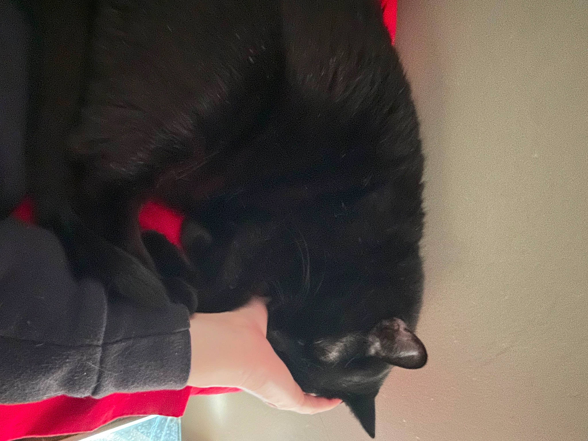 Betty Boop is registered to the contest to win money with this photo: black_cat, carmine, carnivore, cat, companion_dog, dog_breed, fashion_accessory, felidae, flooring, fur, gesture, human_leg, magenta, sleeve, small_to_medium_sized_cats, snout, tail, tints_and_shades, watch, wrist