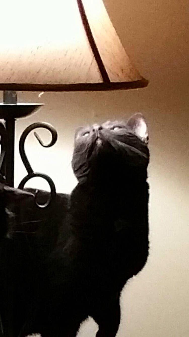 Betty Boop is registered to the contest to win money with this photo: carnivore, cat, darkness, domestic_short_haired_cat, facial_hair, felidae, fur, glass, human_leg, metal, monochrome, monochrome_photography, shadow, small_to_medium_sized_cats, still_life_photography, tail, tints_and_shades, whiskers, window, wood