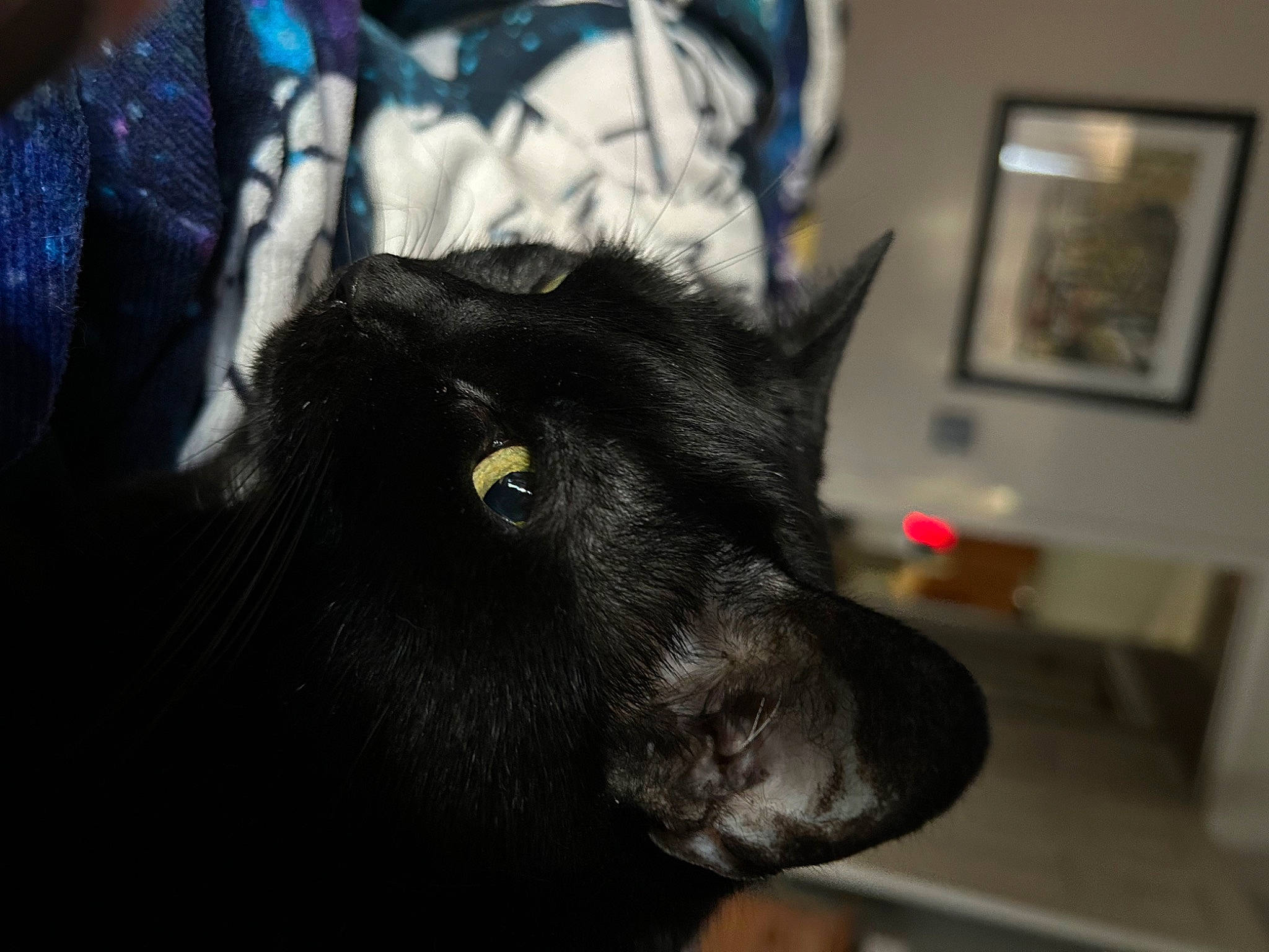 Betty Boop is registered to the contest to win money with this photo: black_cat, bombay, canidae, carnivore, cat, claw, dog_breed, domestic_short_haired_cat, ear, felidae, fur, picture_frame, room, small_to_medium_sized_cats, snout, sporting_group, terrestrial_animal, waste_container, whiskers