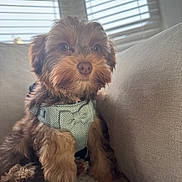 Reggie joined the competition — help win amazing prizes! puppy, dog, pet, cute, fluffy, harness, indoor, couch, cozy, window, blinds, fur, animal, young, small_dog, domestic, companion, sitting, curious, soft_light
