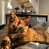 Phœnix a rejoint le concours — aidez-le/la à gagner de superbes lots ! cat, kitten, tortoiseshell, feline, pet, animal, portrait, close_up, sunlight, golden_light, blanket, cozy, indoor, living_room, staircase, furniture, flowers, relaxed, lying_down, cute