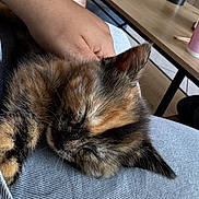 Phœnix a rejoint le concours — aidez-le/la à gagner de superbes lots ! cat, tortoiseshell_cat, sleeping, sleepy, relaxed, fluffy, long_hair, pet, animal, kitten, close_up, indoors, lap, human_arm, couch, fabric, cozy, nap, whiskers, ears