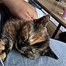 cat, tortoiseshell_cat, sleeping, sleepy, relaxed, fluffy, long_hair, pet, animal, kitten, close_up, indoors, lap, human_arm, couch, fabric, cozy, nap, whiskers, ears