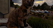Phœnix participe au concours pour gagner de l'argent avec cette photo : cat, kitten, tortoiseshell, animal, pet, sitting, rooftop, ledge, outdoor, sunset, clouds, dramatic_sky, portrait, fur, whiskers, ears, eyes, urban, cars, nature