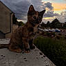 cat, kitten, tortoiseshell, animal, pet, sitting, rooftop, ledge, outdoor, sunset, clouds, dramatic_sky, portrait, fur, whiskers, ears, eyes, urban, cars, nature