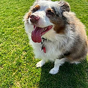 Sophie Mae joined the competition — help win amazing prizes! dog, happy, tongue_out, fluffy, grass, outdoor, pet, canine, sitting, sunlight, collar, nature, smiling, fur, animal, playful, summer, closeup, adorable, friendly