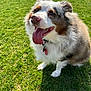dog, happy, tongue_out, fluffy, grass, outdoor, pet, canine, sitting, sunlight, collar, nature, smiling, fur, animal, playful, summer, closeup, adorable, friendly