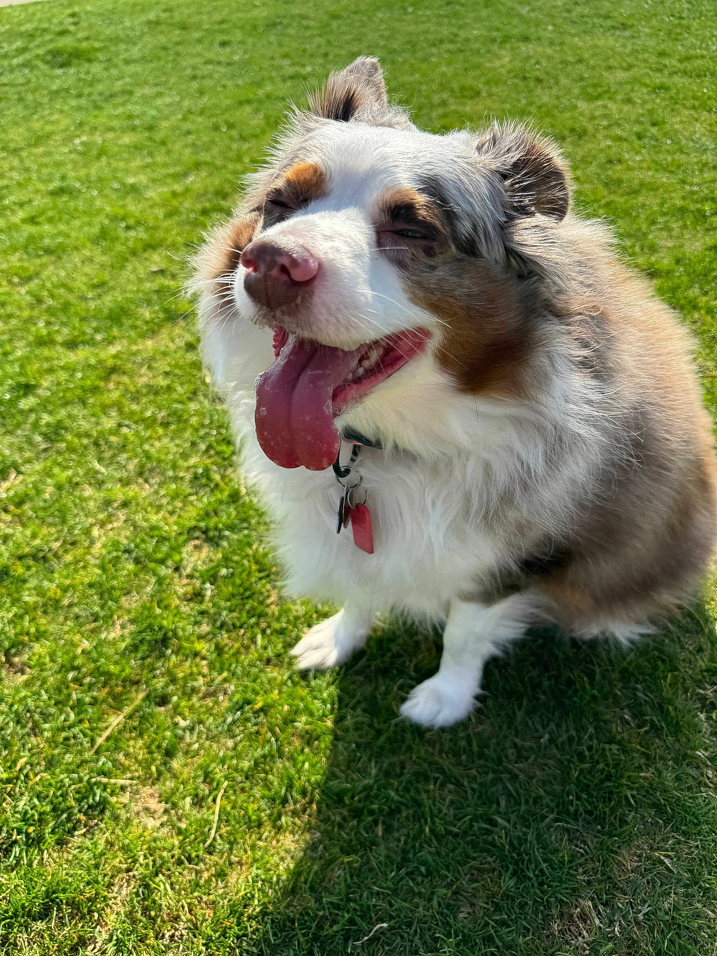 Sophie Mae joined the competition — help win amazing prizes! dog, happy, tongue_out, fluffy, grass, outdoor, pet, canine, sitting, sunlight, collar, nature, smiling, fur, animal, playful, summer, closeup, adorable, friendly