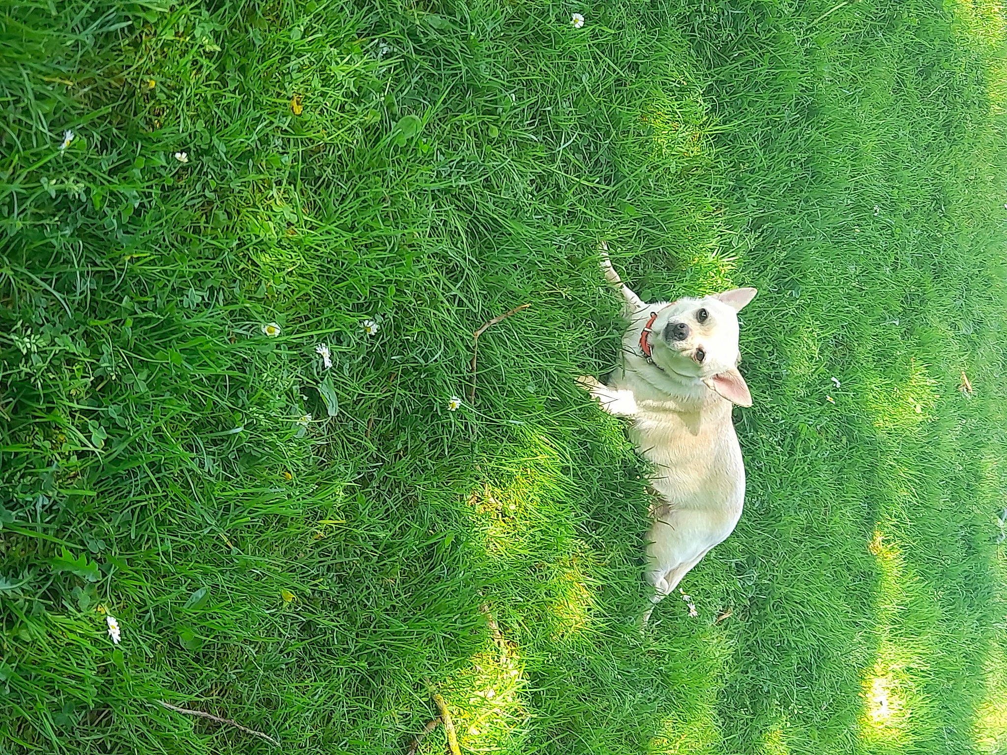 Naya a rejoint le concours — aidez-le/la à gagner de superbes lots ! canidae, carnivore, companion_dog, dog, dog_breed, fawn, grass, grass_family, grassland, groundcover, happy, lawn, pasture, people_in_nature, plant, shrub, sporting_group, tail, tree, vegetation