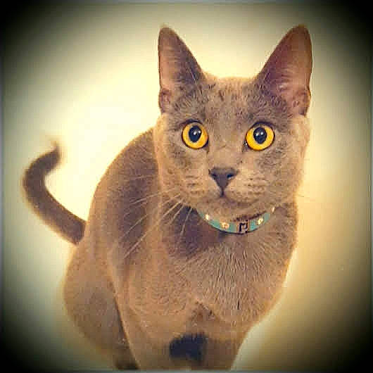 Lette joined the competition — help win amazing prizes! carnivore, cat, domestic_short_haired_cat, felidae, fur, russian_blue, small_to_medium_sized_cats, terrestrial_animal, whiskers