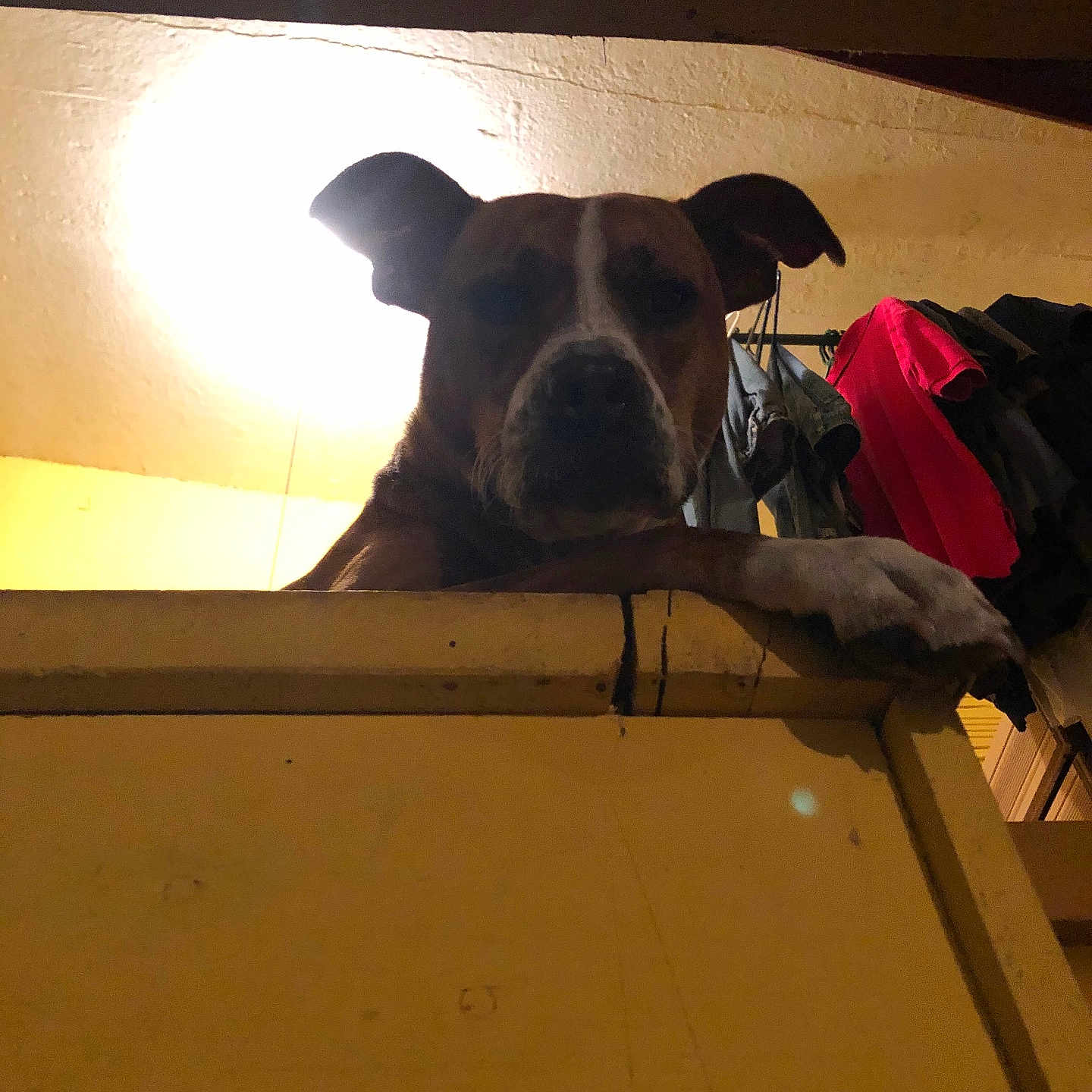 Girly is registered to the contest to win money with this photo: dog, animal, indoor, yellow, wood, clothing, shadow, silhouette, light, dark, ear, paw, furniture, room, wall, pet, muzzle, portrait, household, hanging_clothes