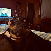 Piggy is registered to the contest to win money with this photo: dog, indoor, blanket, television, furniture, wood, window, curtain, table, room, pet, canine, resting, cozy, brown, black, portrait, close_up, face, soft_lighting