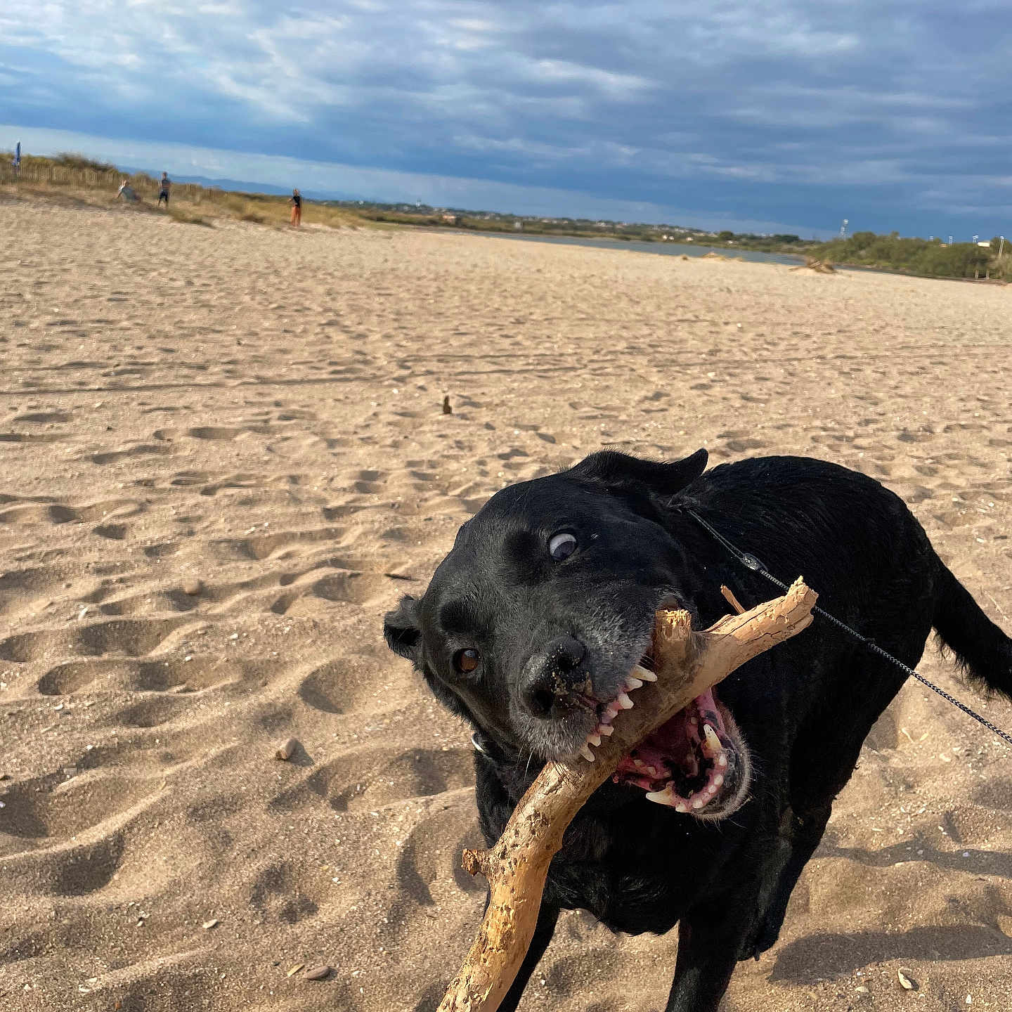 Illithyia a rejoint le concours — aidez-le/la à gagner de superbes lots ! active, animal, beach, black_dog, canine, cloudy_sky, daytime, dog, funny_expression, happy, leash, nature, outdoor, pet, playing, running, sand, stick, teeth, wide_eye