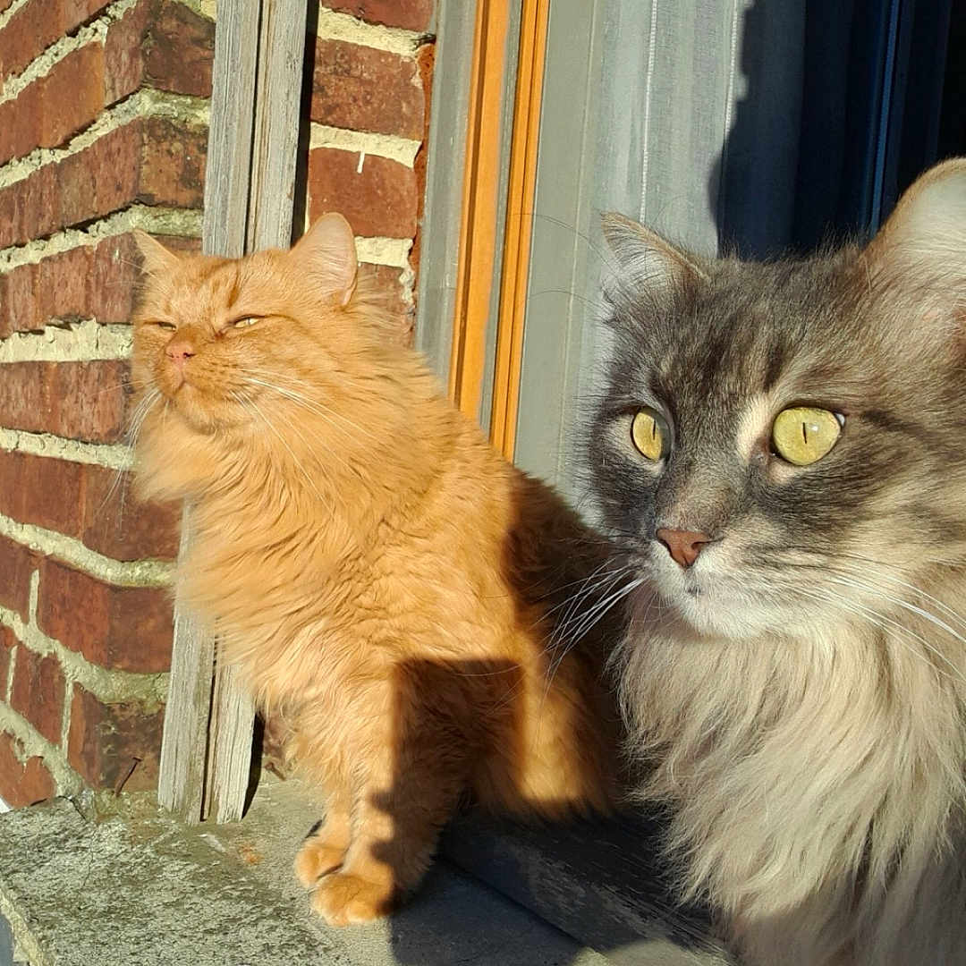 Owen Et Pablito participe au concours pour gagner de l'argent avec cette photo : animals, brick_wall, cat, cats, closeup, curious, daylight, ears, feline, fluffy, fur, gray_cat, nature, orange_cat, outdoor, pets, sitting, sunlight, whiskers, window