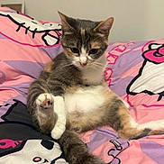 Mimi participe au concours pour gagner de l'argent avec cette photo : cat, kitten, pet, indoor, bed, blanket, hello_kitty, fur, whiskers, pink, purple, cute, relaxed, animal, paw, tail, young_cat, mammal, domestic_animal, resting