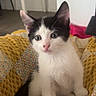 Milla a rejoint le concours — aidez-le/la à gagner de superbes lots ! animal, black_and_white, blanket, cat, cozy, curious, cute, domestic, ears, feline, fur, home, indoor, kitten, patterned, pet, sitting, small, whiskers, young