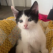 Milla participe au concours pour gagner de l'argent avec cette photo : animal, black_and_white, blanket, cat, cozy, curious, cute, domestic, ears, eyes, feline, fur, indoor, kitten, pattern, pet, sitting, small, whiskers, young