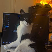 Ayla a rejoint le concours — aidez-le/la à gagner de superbes lots ! animal, black_and_white, cat, computer, cozy, curious, domestic, feline, glow, home, indoor, keyboard, laptop, night, orange_light, pet, relaxed, sitting, table, technology