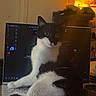 animal, black_and_white, cat, computer, cozy, curious, domestic, feline, glow, home, indoor, keyboard, laptop, night, orange_light, pet, relaxed, sitting, table, technology