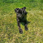 Shadow joined the competition — help win amazing prizes! dog, puppy, black_pug, grass, outdoor, sunlight, pet, animal, cute, laying, lawn, greenery, canine, fur, ears, eyes, nature, summer, playful, young